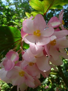 B. ‘Grace Appel’